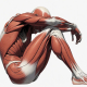 stuck muscles anatomical illustration showing a curled up human figure with detailed red muscle anatomy in a tense, contracted position